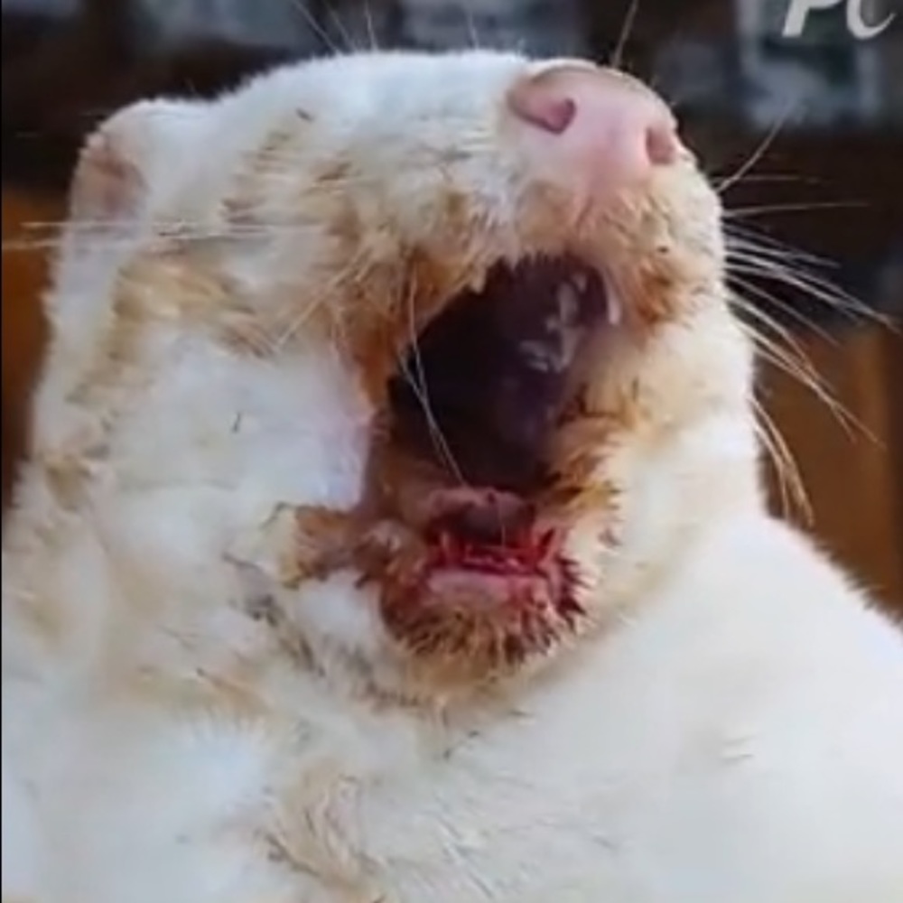 SAY NO TO MINK 👁️ EYELASHES 🙅‍♂️🙅‍♀️🙅
‼️NOT FOR SALE‼️ - Picture 16 of 16